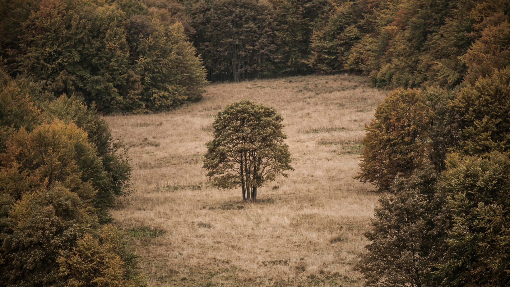 daily invitation to nature