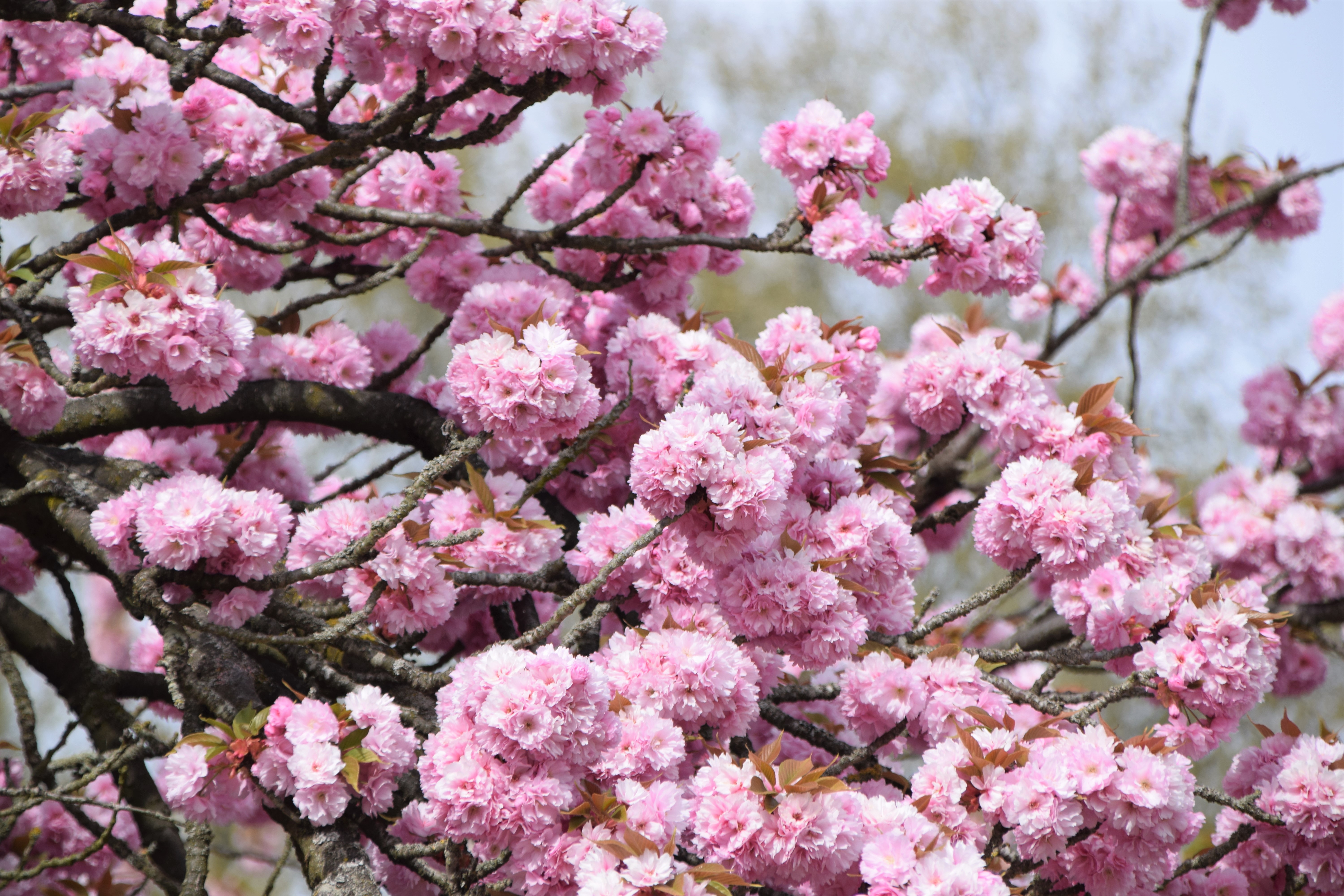 The beauty of Spring and its message