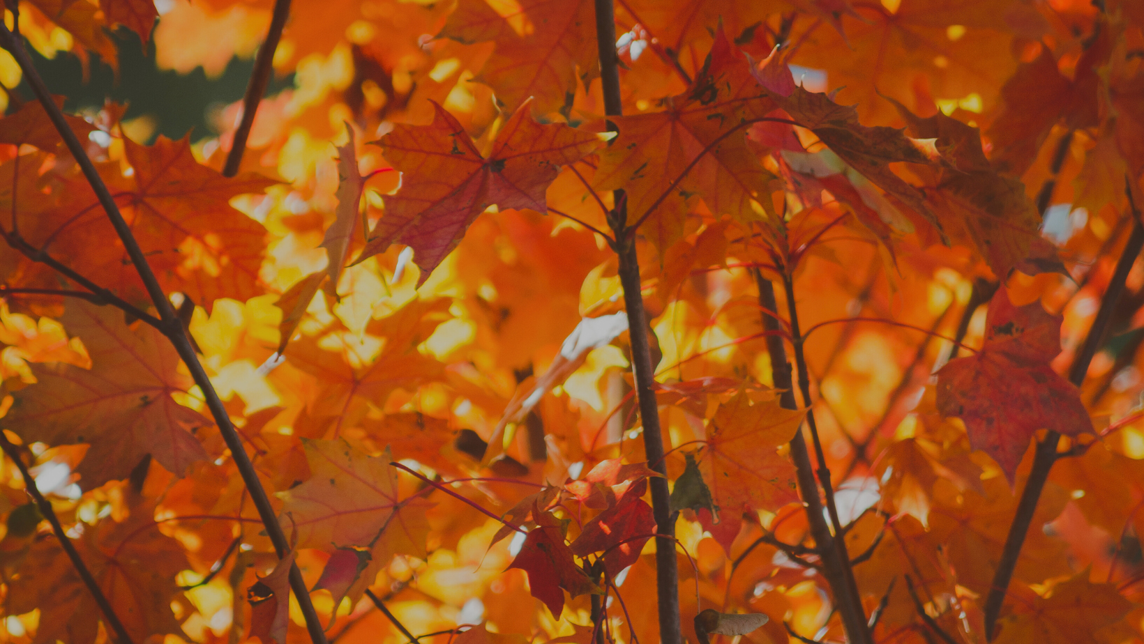 Learning from the wisdom of Autumn